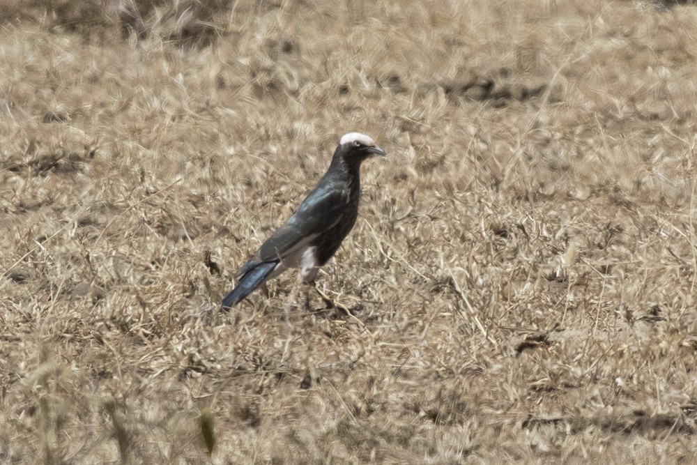 White-crowned Starling