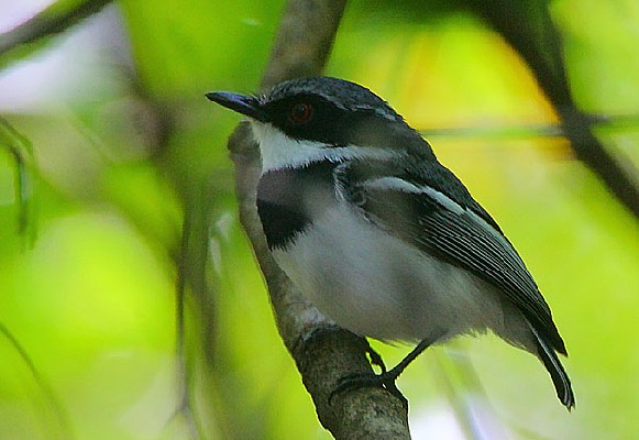 Male Forest Batis