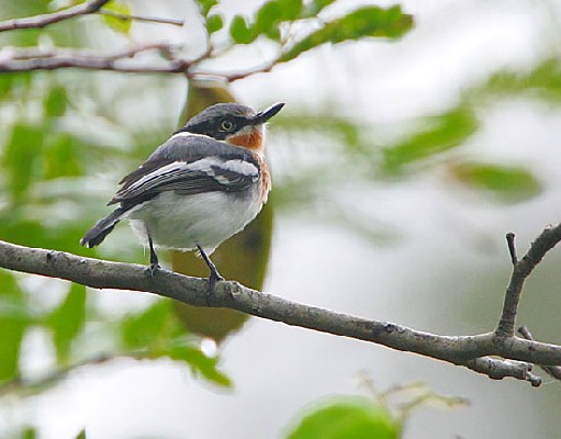 Pale or East Coast Batis -this is a female