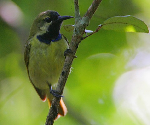 Plain-backed Sunbird