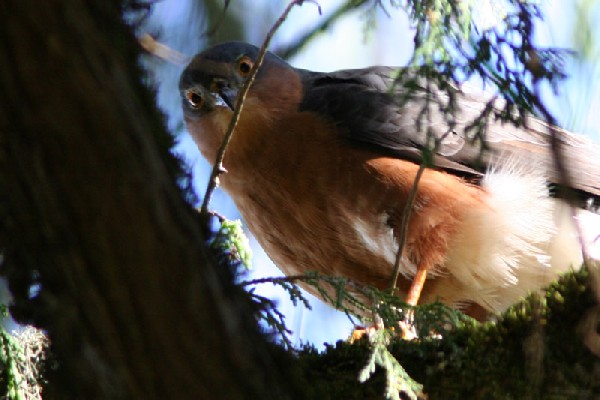 Rufous-chested Sparrowhawk