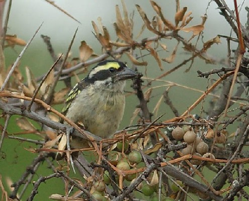 Red-fronted Barbet