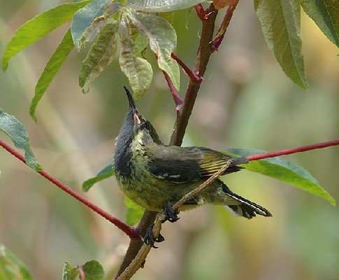 Marico Sunbird