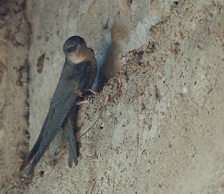 Red-throated Rock Martin