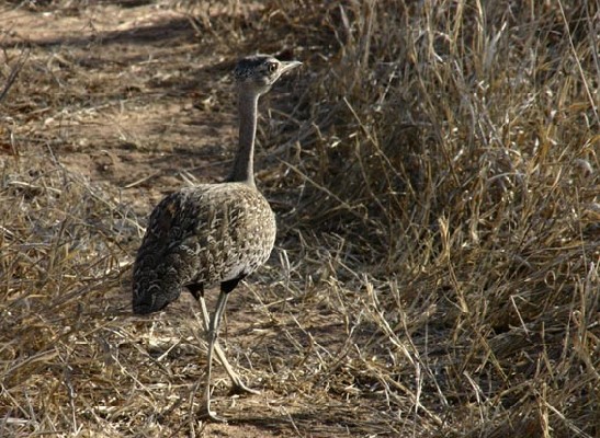Red-crested Bustard