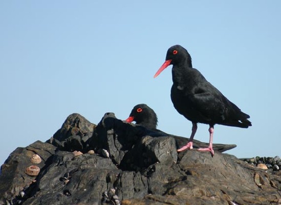 African Black Oystercatcher