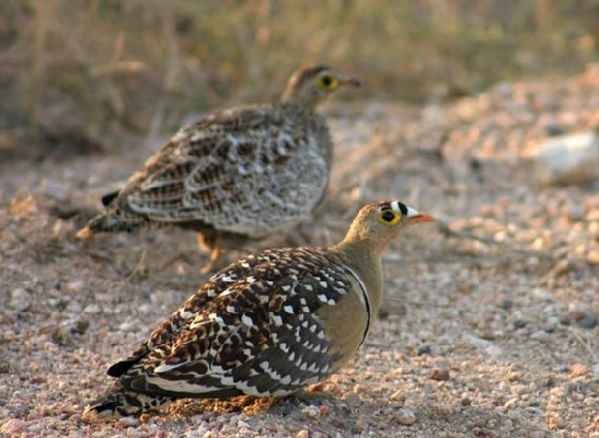 Double-banded Sandgrouse