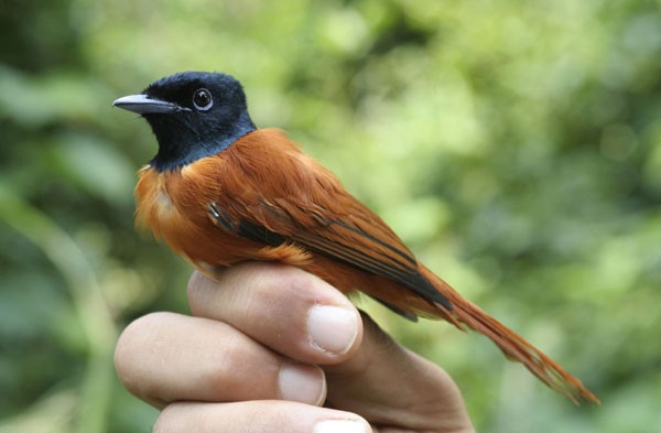 Red-bellied Paradise-Flycatcher