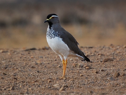 Spot-breasted Lapwing