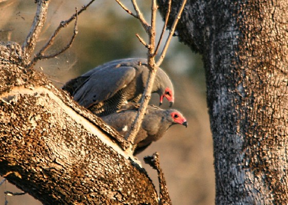 African Harrier Hawks
