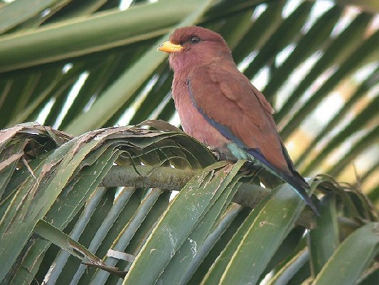 Broad-billed Roller