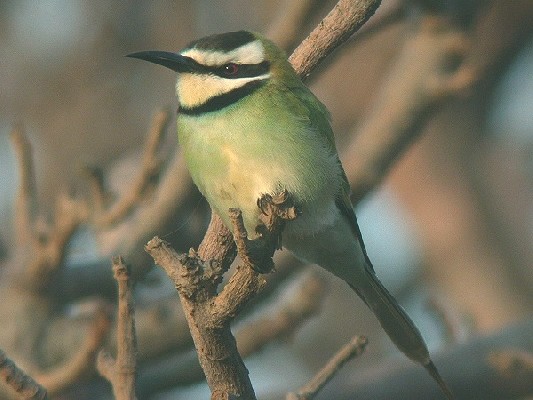 White-throated Bee-eater