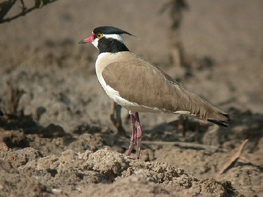Black-headed Lapwing