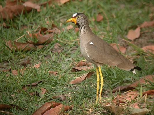 African Wattled Lapwing