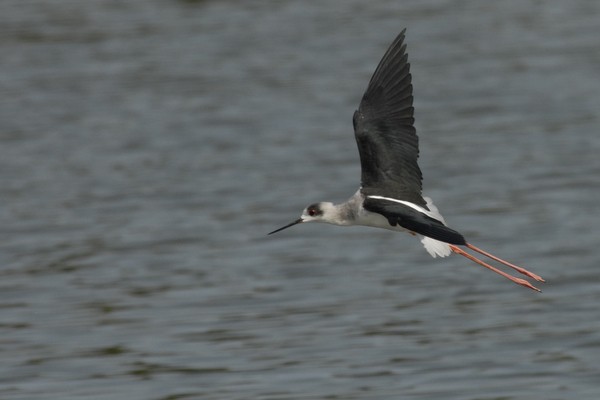 3085  Steltkluut - Black-winged Stilt - Himantopus himantopus