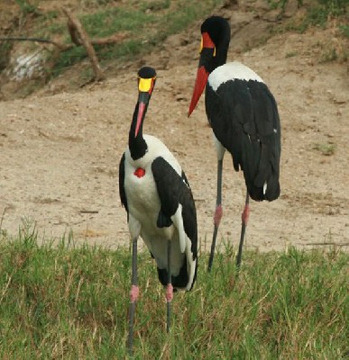 Saddle-billed Stork
