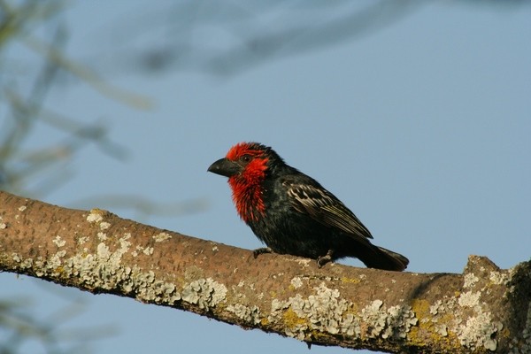 Black-billed Barbet