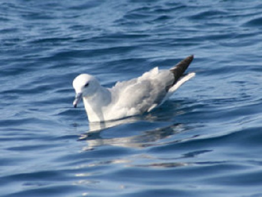 Southern Fulmar