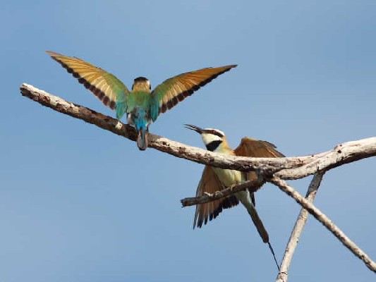White-throated Bee-eater pair displaying