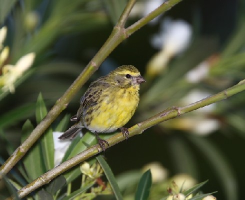 White-bellied Canary - female type
