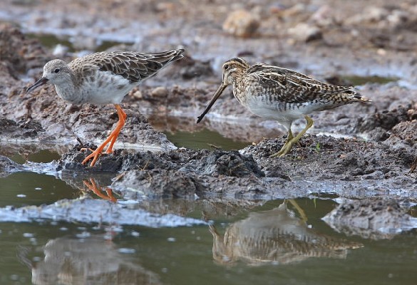 Common Snipe (with Ruff)