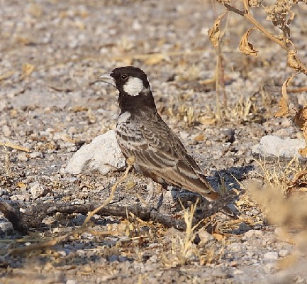Grey-backed Sparrow Lark