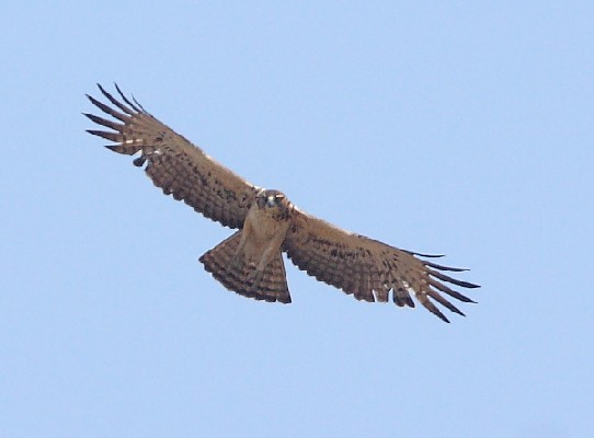 Ayre's Hawk Eagle