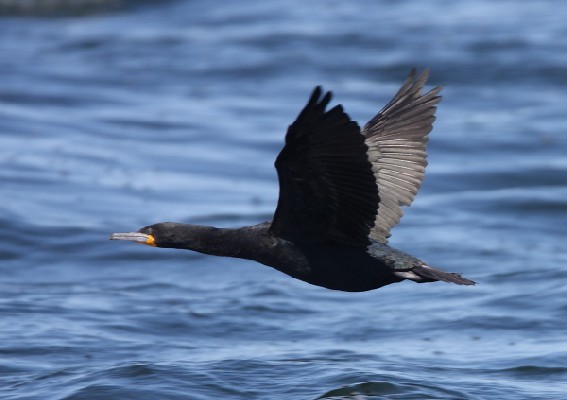 Cape Cormorant in flight