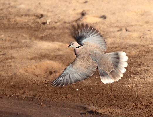 African Mourning Dove taking off