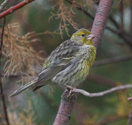 Island Canary, female