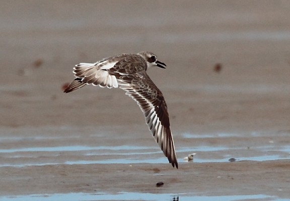 Greater Sand-Plover, ad.