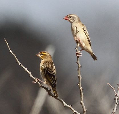 Red-headed Quelea (left), with Red-billed (right)