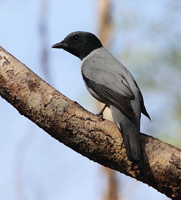 Madagascar Cuckoo-Shrike