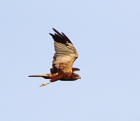 Western Marsh Harrier, younger adult-type male