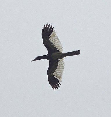 Piping Hornbill in flight