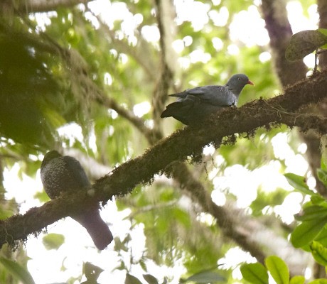 Cameroon Olive Pigeon