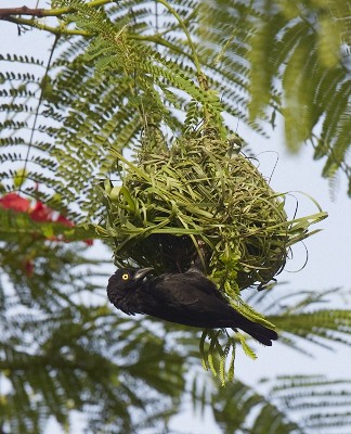 Vieillot's Black Weaver at nest