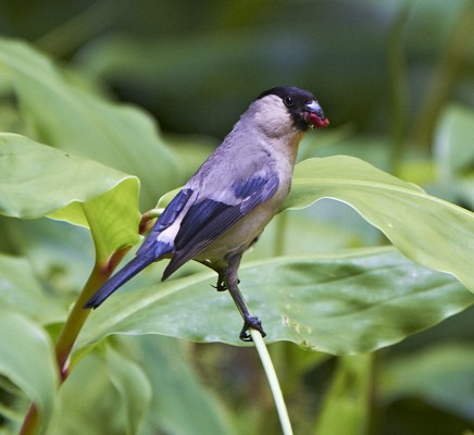 Azores Bullfinch P. murina