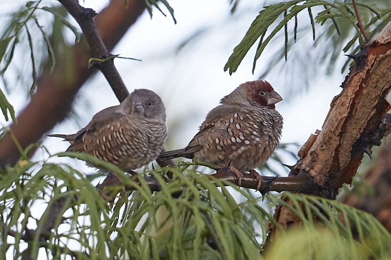 Red-headed Finch, pair