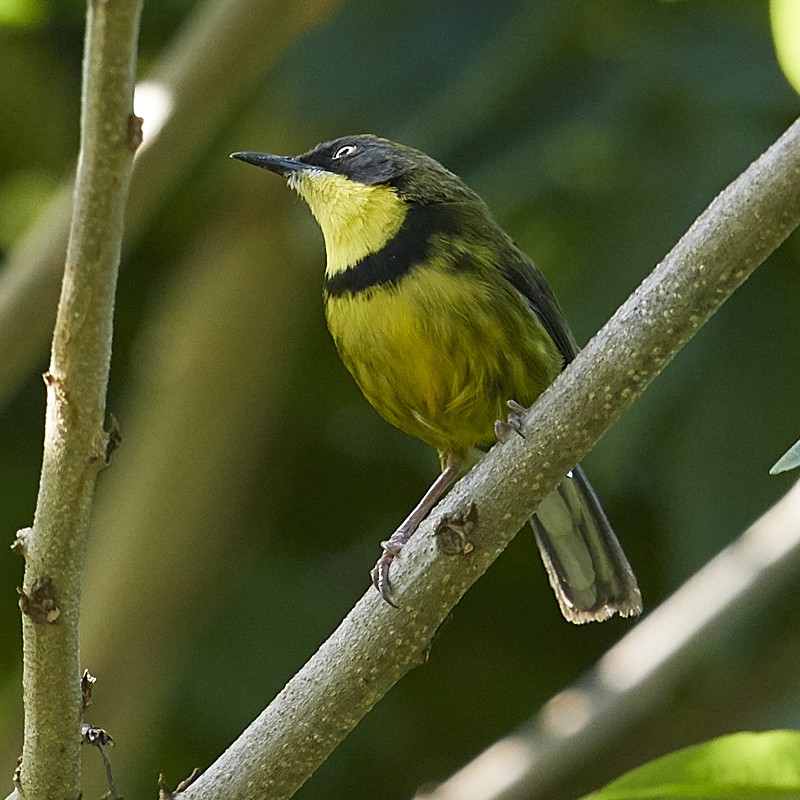 Yellow-throated Apalis, adult