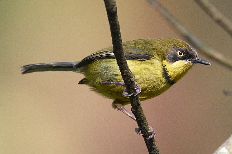 Yellow-throated Apalis