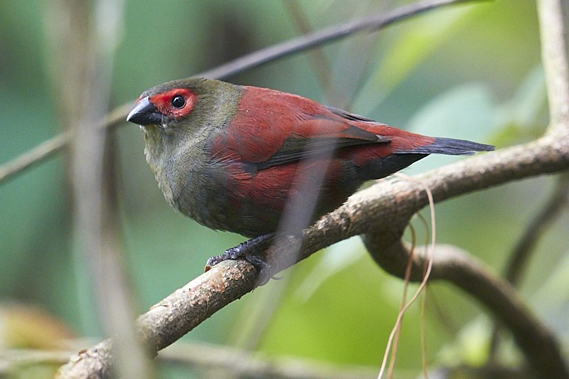 Red-faced Crimsonwing, male