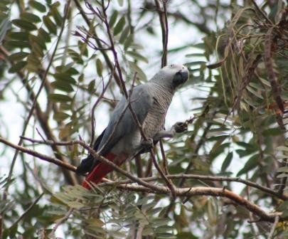 Grey Parrot
