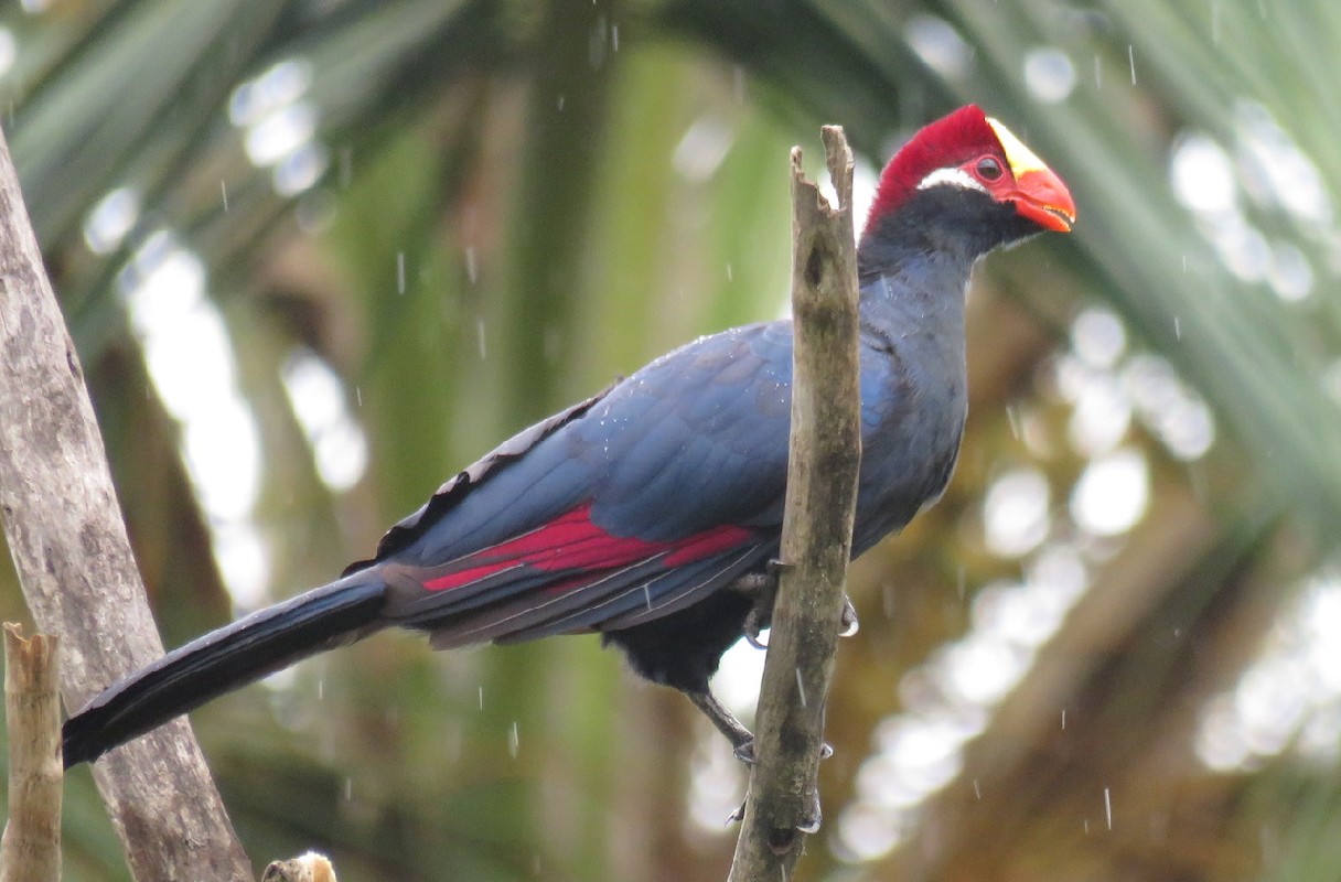 Adult in the rain
