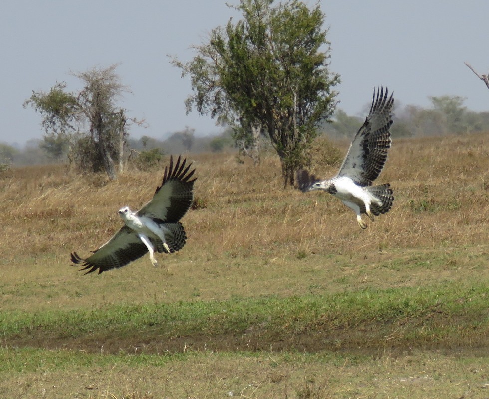 Martial Eagle: Juveniles in flight