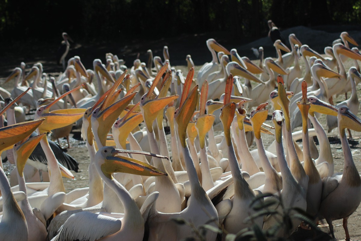 Great White Pelicans