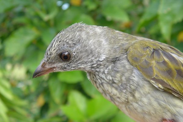 Scaly-throated Honeyguide