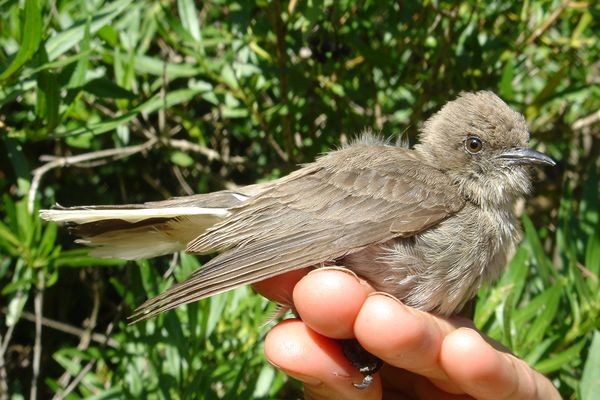 Sharp-billed Honeyguide