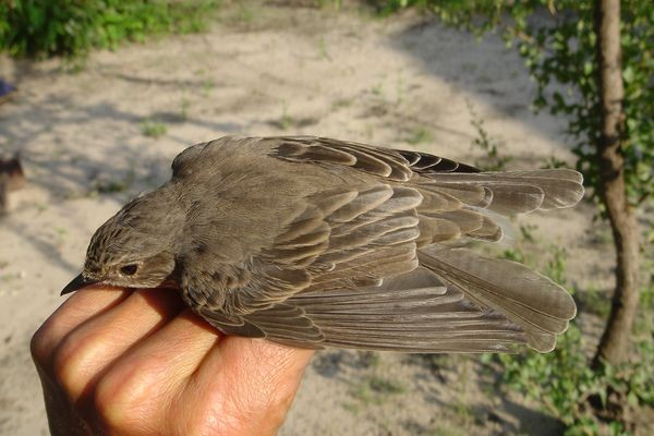 Spotted Flycatcher tail moult