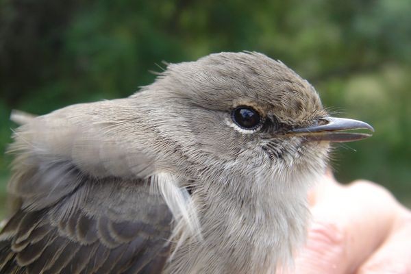 Ashy Flycatcher